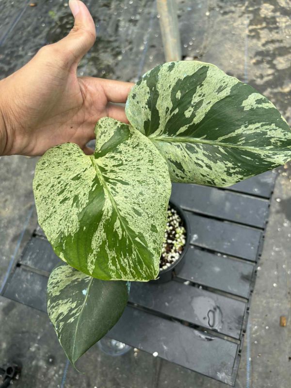 Monstera deliciosa  Bulbasaur 
