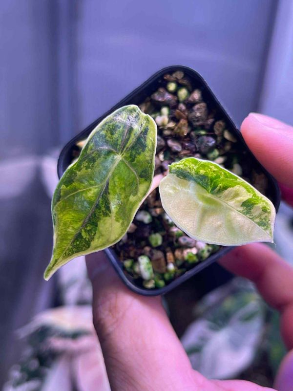 Alocasia azlanii aura 