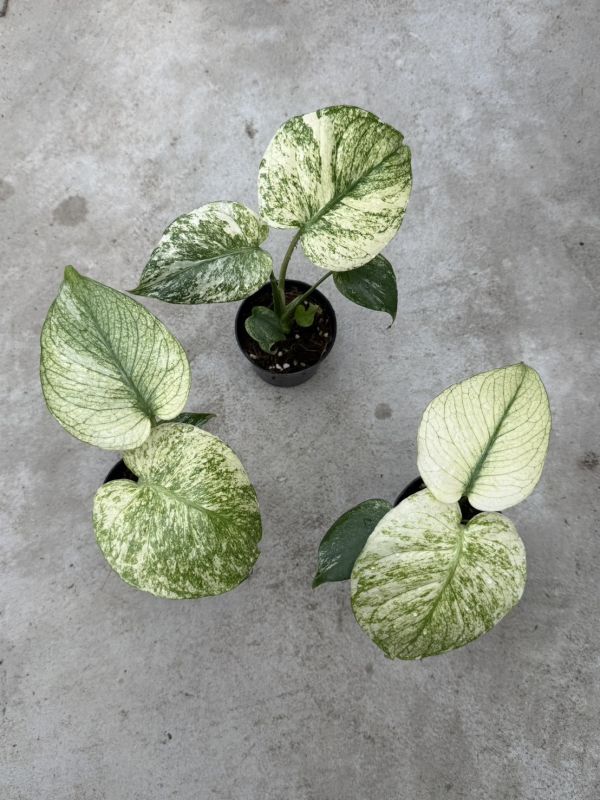 Monstera delicious White Monster 