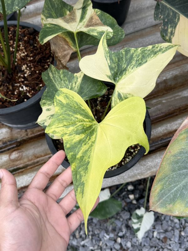 Anthurium pedatoradiatum variegated 