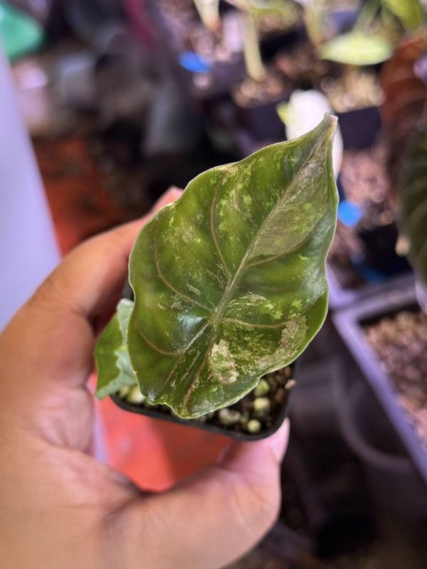 Alocasia azlanii albo 
