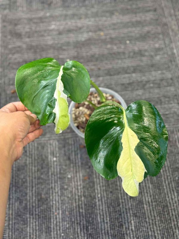 Monstera delicious White Lava 