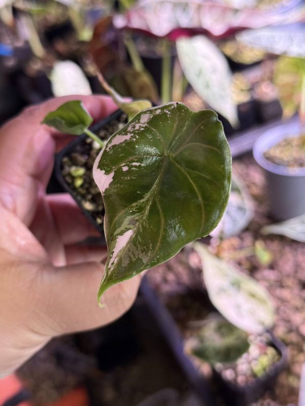 Alocasia azlanii albo 