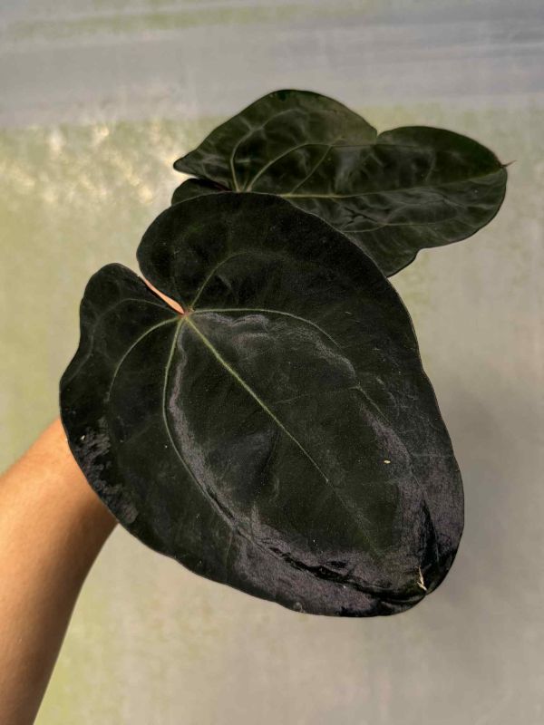 Anthurium 'Lynette' 
