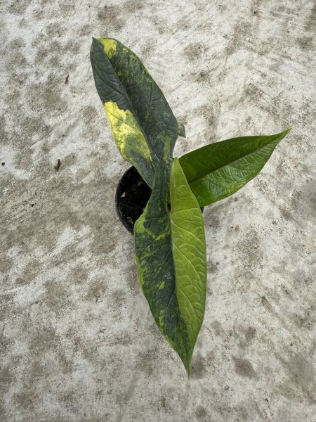 Alocasia scalprum aurea 