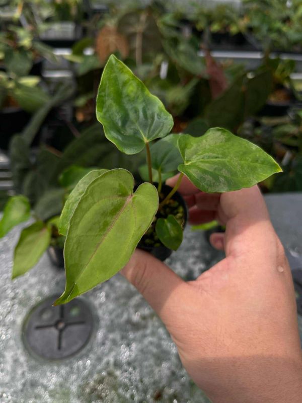 [Magic Garden] Anthurium carlablackiae x dressleri 