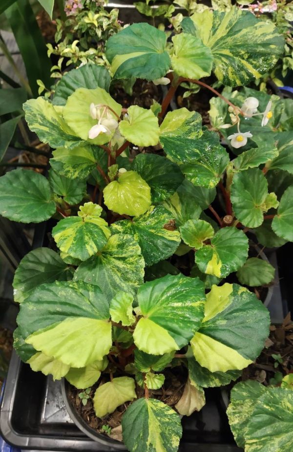 Begonia Cucullata Variegated 