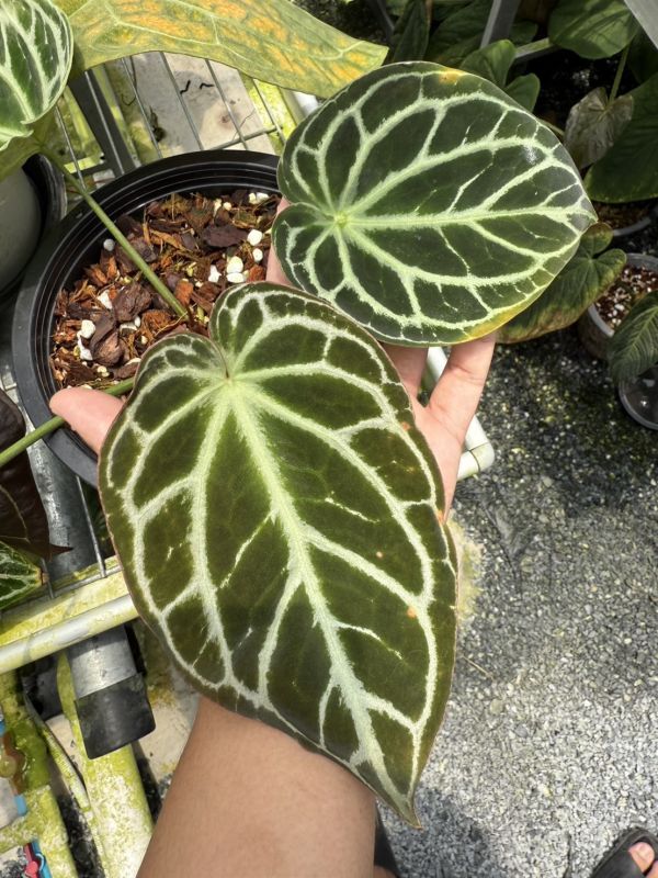 Anthurium Heinz S1 