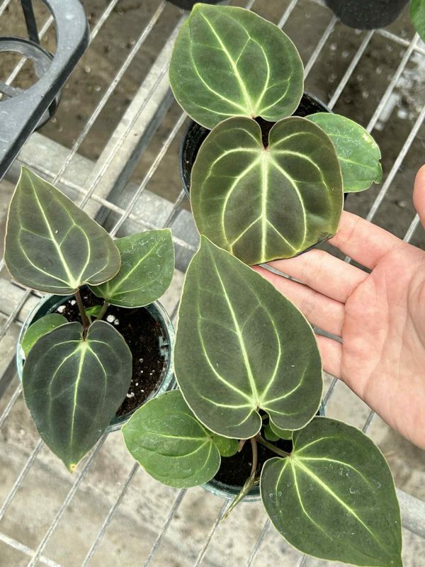 Anthurium besseae aff 
