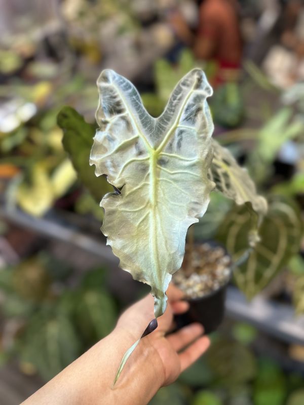 Alocasia venom 