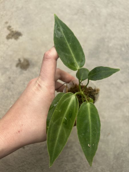 Anthurium warocqueanum x regale 