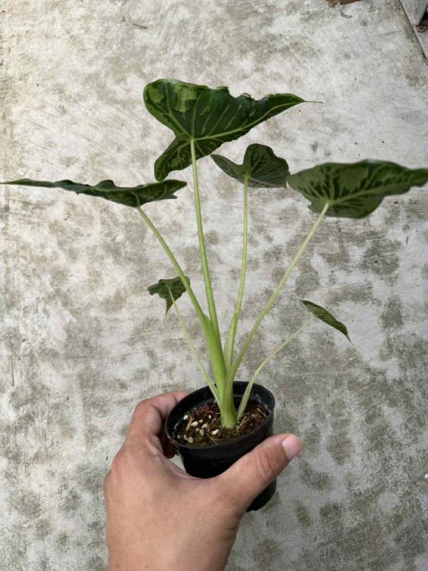 Alocasia emerald tide 