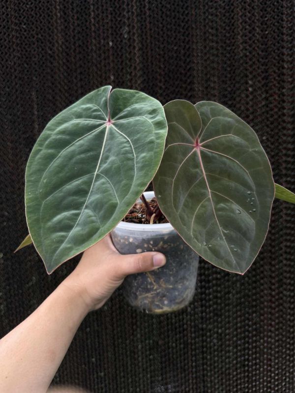 Anthurium 'Blood Moon' 