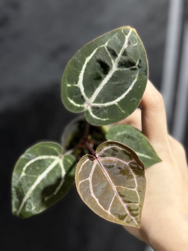 Anthurium Zara x Michelle selfing 