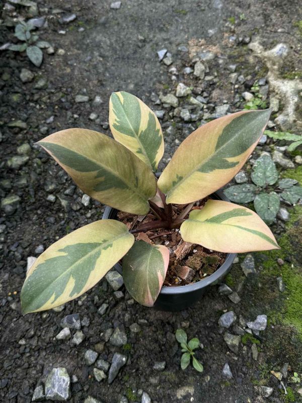 Philodendron black cardinal No.2 