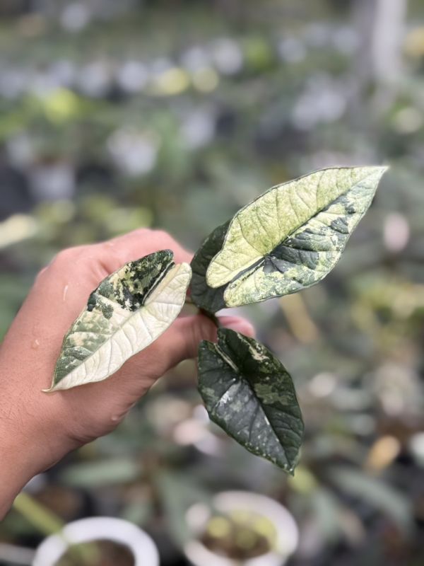 Alocasia platinum albo 