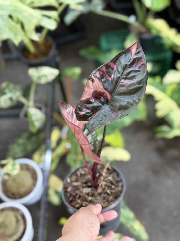 Alocasia serendipity variegated 