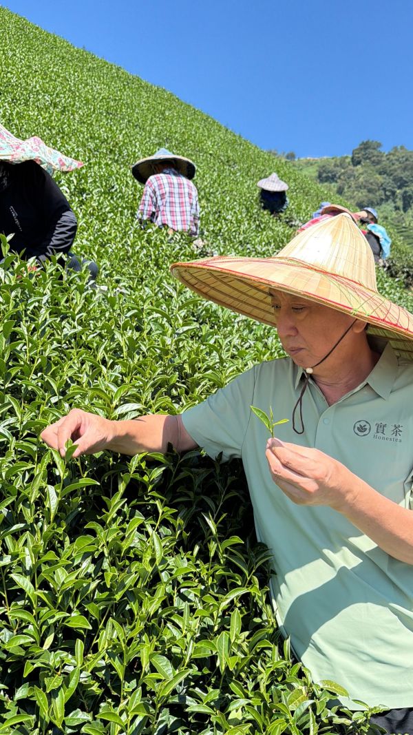 大禹嶺頂級高冷烏龍茶 