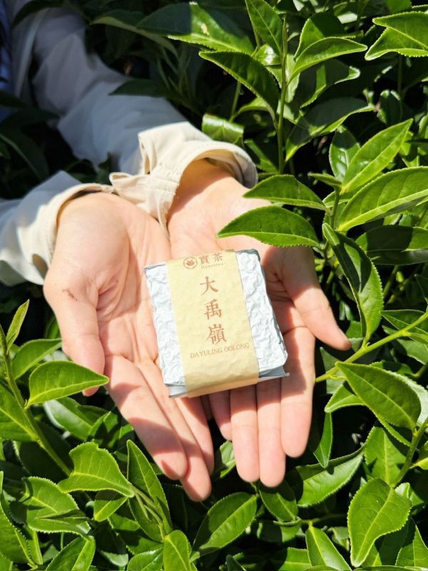 大禹嶺頂級高冷烏龍茶 