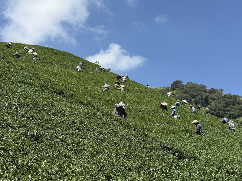 大禹嶺高冷茶茶包 