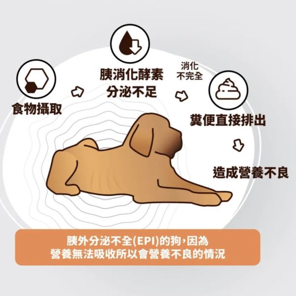 【賽恩威特】 胰寶 PANCREASE 30粒｜犬貓胰臟保健 消化酵素補充 幫助吸收 改善軟便 維持腸胃健康 賽恩威特,胰寶,Pancrease,胰臟保健,犬貓酵素,腸胃保健,狗胰臟保健,貓胰臟保健,消化酵素,營養吸收,胰臟功能不全,軟便改善