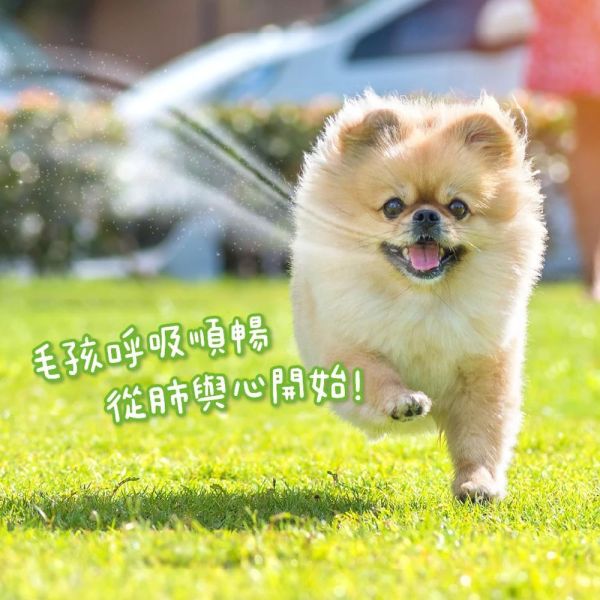 汪喵星球-呼吸道保健粉【2g*30包】 汪喵星球,呼吸道保健,犬貓保健粉,寵物呼吸保養,貓狗保健品,呼吸道營養