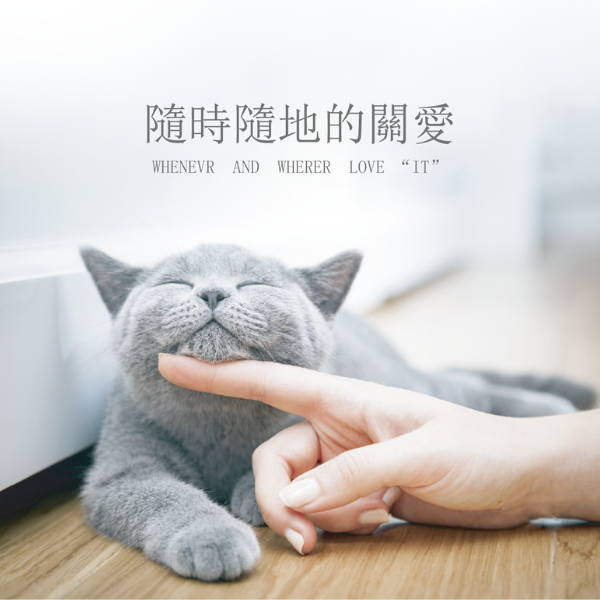 【Life+ 虎揚 】D2-PRO 益生菌｜貓腸胃保健 專利益生菌30入 補充腸道好菌 改善軟便 腸胃敏感 毛孩專用 虎揚益生菌,Life+益生菌,D2-PRO益生菌,貓咪益生菌,貓腸胃保健,貓咪腸胃敏感,貓便祕,貓軟便,貓拉肚子,益生菌貓專用,寵物益生菌,腸道菌叢,貓咪營養補充,毛孩腸胃保健,貓益菌粉,貓保健品推薦