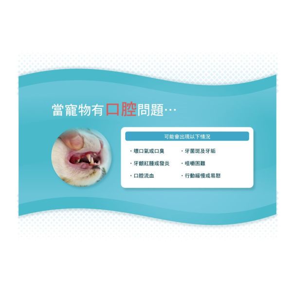 【賽恩威特】 一錠護 1-TDC｜犬貓關節保健 牙齦護理 皮膚修護 美毛營養品 關節靈活 抗發炎 提升行動力 賽恩威特,一錠護,1-TDC,關節保健,犬貓關節,牙齦保健,狗關節保養,貓牙齦炎,皮膚修護,抗發炎營養品,美毛保健,行動力提升