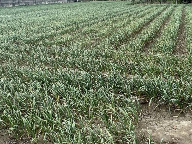 【2026 限定一梯】女神的蒜計：從田間到瓶裡的辛香盛宴｜伸港紅蒜採摘 × 海口糖蒜 DIY 彰化旅遊, 彰化體驗活動, 彰化一日遊, 彰化親子景點, 伸港紅蒜, 蒜頭採收, 糖蒜DIY, 農事體驗, 食農教育, 白色海灣, 彰化縣自然生態教育中心, 海豚館, 女神嚴選, 彰化伴手禮, 週末去哪兒