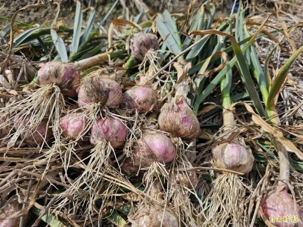 蒜香蛤蜊風味脆餅-辣味 