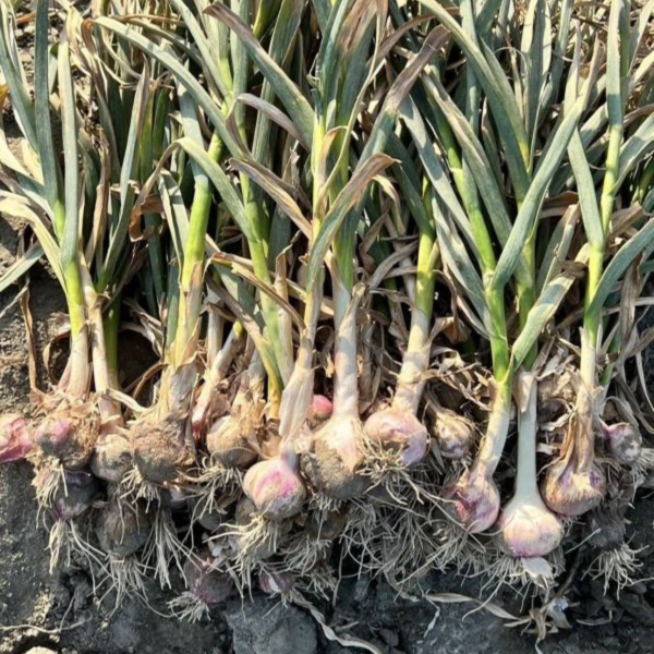 【2026 限定一梯】女神的蒜計：從田間到瓶裡的辛香盛宴｜伸港紅蒜採摘 × 海口糖蒜 DIY 彰化旅遊, 彰化體驗活動, 彰化一日遊, 彰化親子景點, 伸港紅蒜, 蒜頭採收, 糖蒜DIY, 農事體驗, 食農教育, 白色海灣, 彰化縣自然生態教育中心, 海豚館, 女神嚴選, 彰化伴手禮, 週末去哪兒