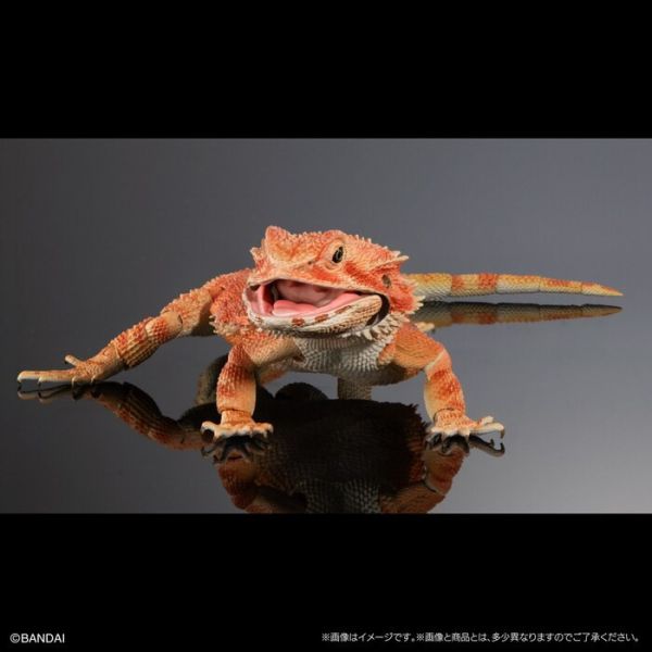 BANDAI 生物大圖鑑 擬真 鬃獅蜥 紅色 可動塗裝完成品 非真實生物 BANDAI 扭蛋 生物大圖鑑 鬃獅蜥 紅色