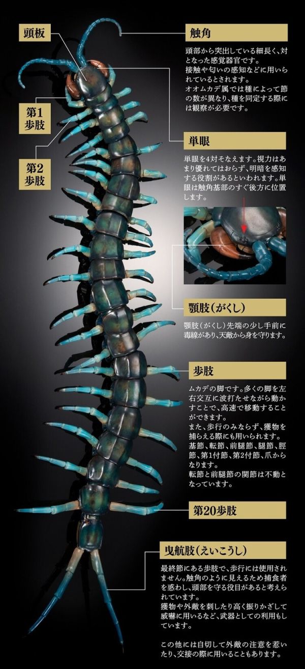 (預購) BANDAI 扭蛋 生物大圖鑑 琉神蜈蚣 BANDAI 扭蛋 生物大圖鑑 琉神蜈蚣