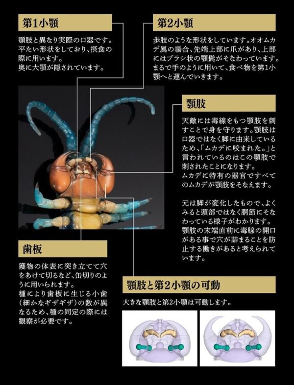 (預購) BANDAI 扭蛋 生物大圖鑑 琉神蜈蚣 BANDAI 扭蛋 生物大圖鑑 琉神蜈蚣