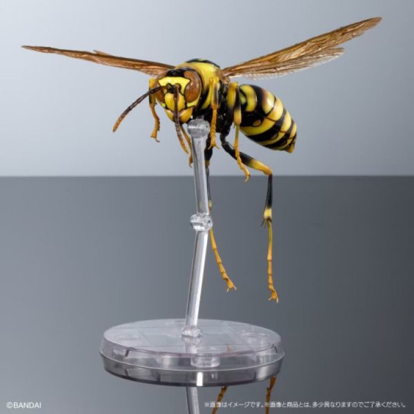 (預購) BANDAI 扭蛋 生物大圖鑑 馬蜂亞科 展示架套裝 全3款 隨機3入販售 20251029 (預購) BANDAI 扭蛋 生物大圖鑑 馬蜂亞科 展示架套裝 全3款 隨機3入販售 20251029