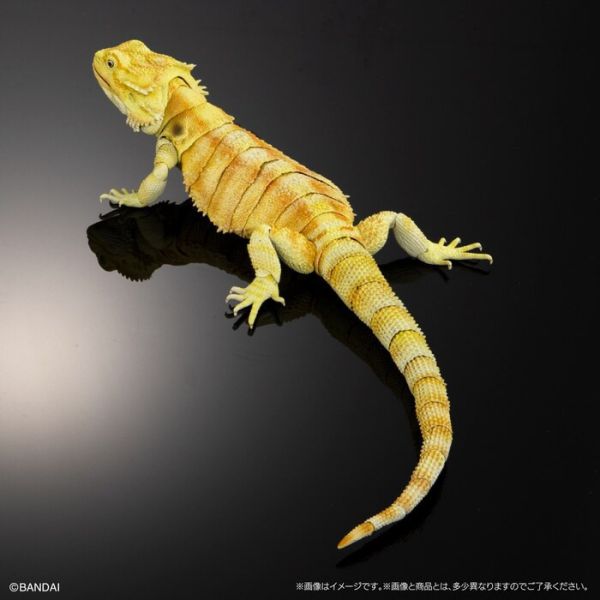 BANDAI 生物大圖鑑 擬真 鬃獅蜥 黃色 可動塗裝完成品 非真實生物 BANDAI 扭蛋 生物大圖鑑 鬃獅蜥 黃色