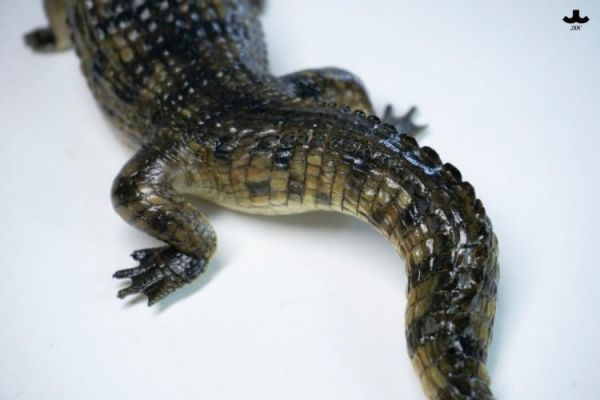 (預購) JXK Studio JXK339 動物公仔 荒灘巨鱷 20260421 JXK Studio JXK339 動物公仔 荒灘巨鱷