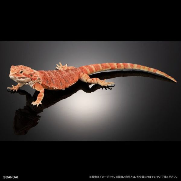 BANDAI 生物大圖鑑 擬真 鬃獅蜥 紅色 可動塗裝完成品 非真實生物 BANDAI 扭蛋 生物大圖鑑 鬃獅蜥 紅色