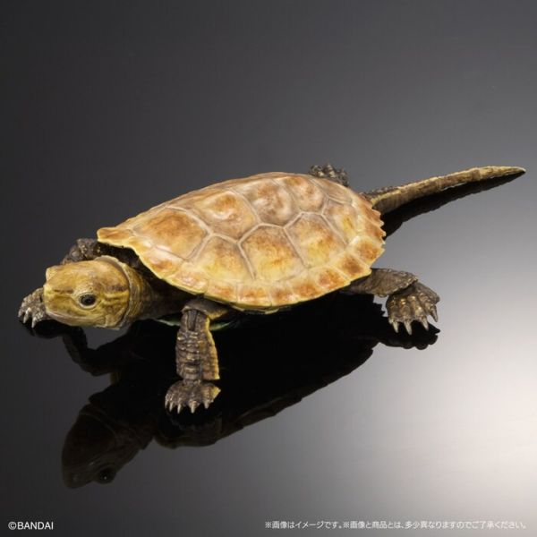BANDAI 扭蛋 生物大圖鑑進階版 烏龜02 附支架 全4種 一套4入販售 BANDAI 扭蛋 生物大圖鑑進階版 烏龜02 附支架 全4種 一套4入販售