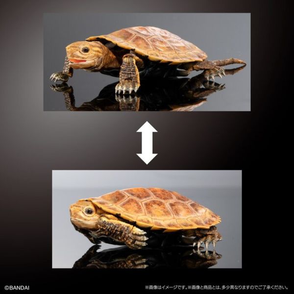 BANDAI 扭蛋 生物大圖鑑進階版 烏龜02 附支架 全4種 一套4入販售 BANDAI 扭蛋 生物大圖鑑進階版 烏龜02 附支架 全4種 一套4入販售