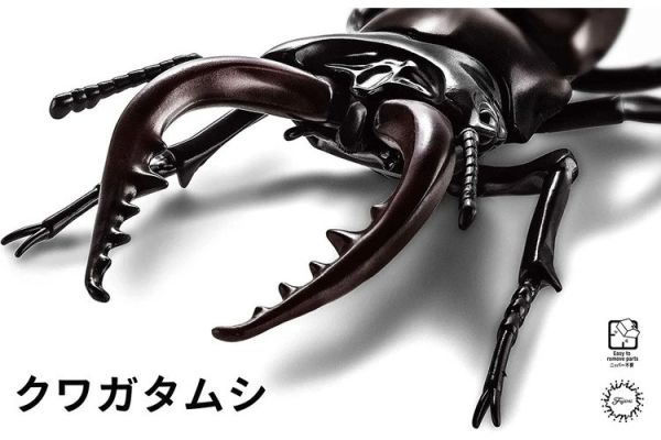 (預購) FUJIMI 富士美 自由研究22 生物編 鍬形蟲 組裝模型 20250925 (預購) FUJIMI 富士美 自由研究22 生物編 鍬形蟲 組裝模型 20250925