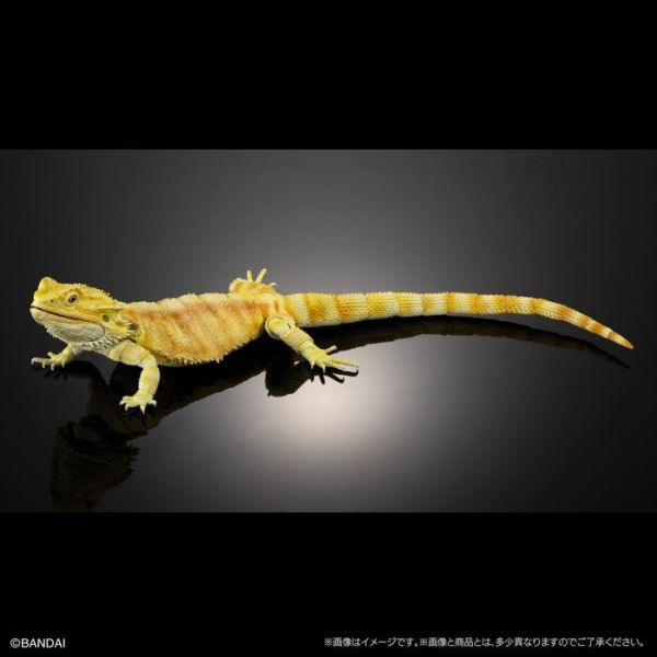 BANDAI 生物大圖鑑 擬真 鬃獅蜥 黃色 可動塗裝完成品 非真實生物 BANDAI 扭蛋 生物大圖鑑 鬃獅蜥 黃色