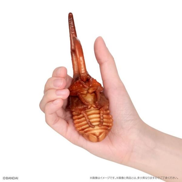 (預購) BANDAI 扭蛋 生物大圖鑑 獨角仙10 附樹皮底座(小) 全5種 一套5入販售 20251214 BANDAI 扭蛋 生物大圖鑑 獨角仙10 附樹皮底座(小) 全5種 一套5入販售