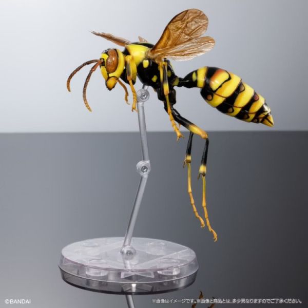 (預購) BANDAI 扭蛋 生物大圖鑑 馬蜂亞科 展示架套裝 全3款 隨機3入販售 20251029 (預購) BANDAI 扭蛋 生物大圖鑑 馬蜂亞科 展示架套裝 全3款 隨機3入販售 20251029