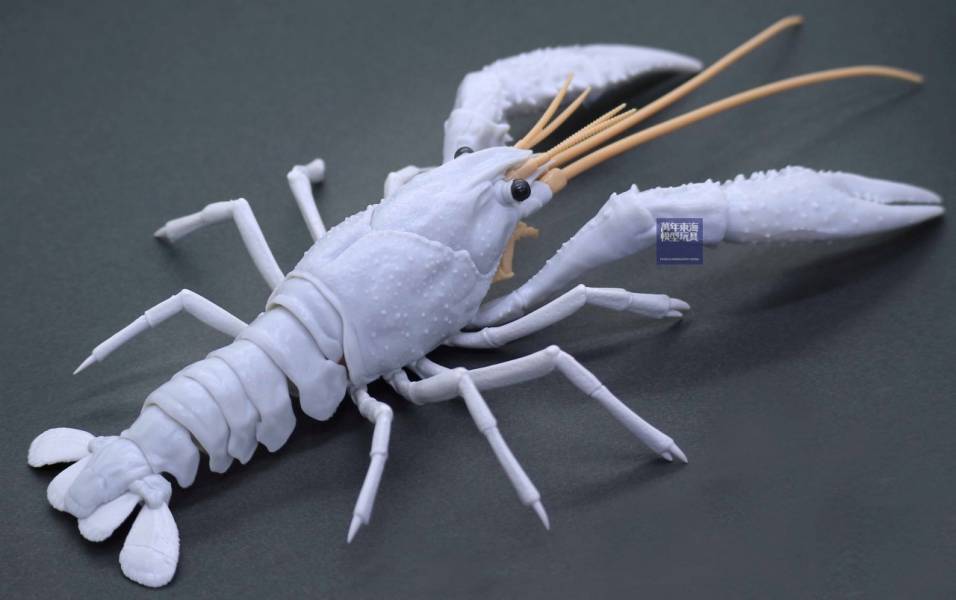美國螯蝦 白色 FUJIMI 自由研究24EX2 生物編 富士美 組裝模型 FUJIMI,自由研究,生物,美國螯蝦,藍色,白,