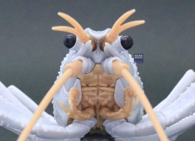 美國螯蝦 白色 FUJIMI 自由研究24EX2 生物編 富士美 組裝模型 FUJIMI,自由研究,生物,美國螯蝦,藍色,白,