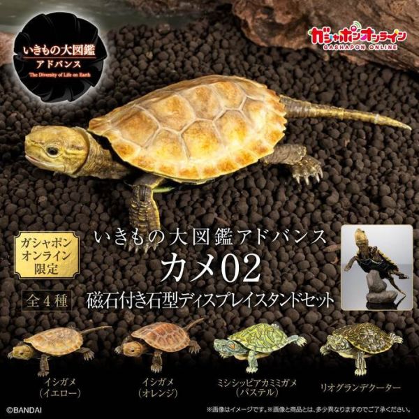 BANDAI 扭蛋 生物大圖鑑進階版 烏龜02 附支架 全4種 一套4入販售 BANDAI 扭蛋 生物大圖鑑進階版 烏龜02 附支架 全4種 一套4入販售