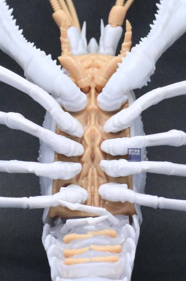 美國螯蝦 白色 FUJIMI 自由研究24EX2 生物編 富士美 組裝模型 FUJIMI,自由研究,生物,美國螯蝦,藍色,白,