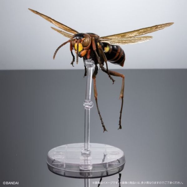 (預購) BANDAI 扭蛋 生物大圖鑑 馬蜂亞科 展示架套裝 全3款 隨機3入販售 20251029 (預購) BANDAI 扭蛋 生物大圖鑑 馬蜂亞科 展示架套裝 全3款 隨機3入販售 20251029