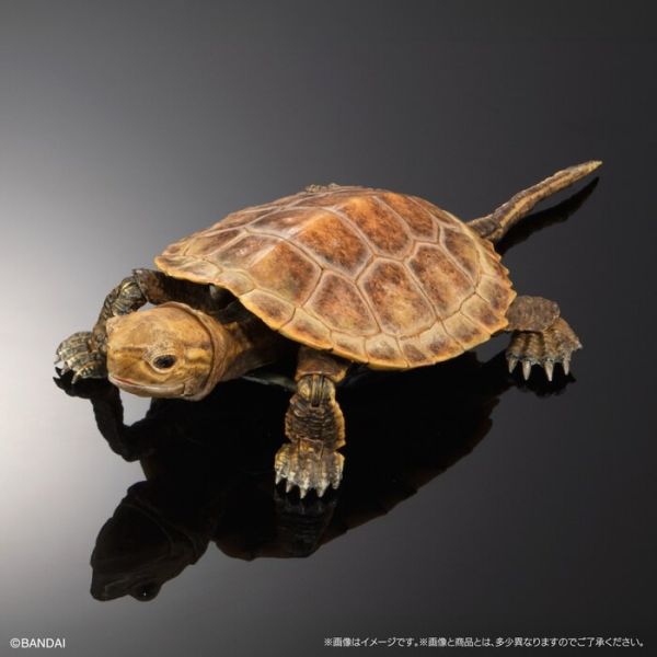 BANDAI 扭蛋 生物大圖鑑進階版 烏龜02 附支架 全4種 一套4入販售 BANDAI 扭蛋 生物大圖鑑進階版 烏龜02 附支架 全4種 一套4入販售